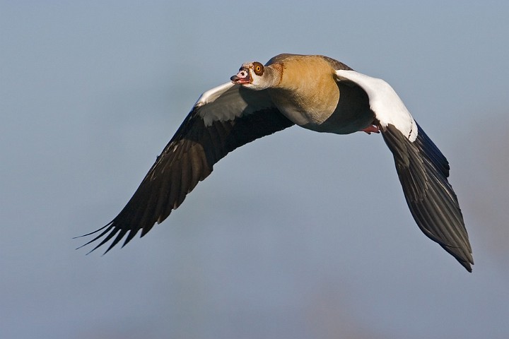 Nilgans Alopochen aegyptiacus Egyptian Goose 